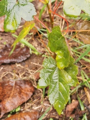 Acer