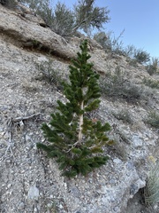 Pinus longaeva