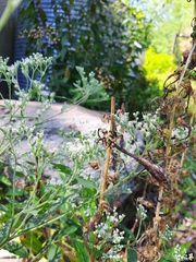 Stagmomantis carolina