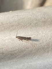 Aproaerema anthyllidella