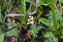 Pyrola minor
