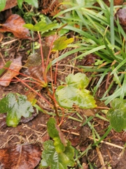 Acer