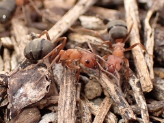 Formica integra