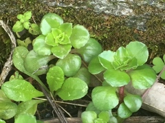 Phedimus stellatus