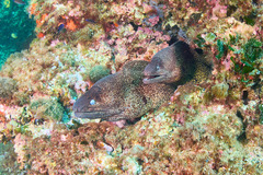 Muraena helena