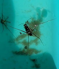 Trepobates subnitidus