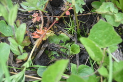 Pyrola minor