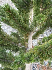 Pinus longaeva