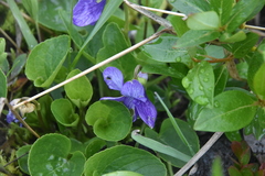 Viola langsdorffii