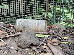 Micrurus nigrocinctus