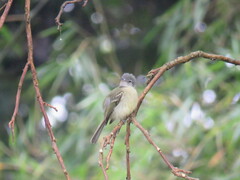 Tolmomyias sulphurescens