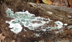 Trichoderma