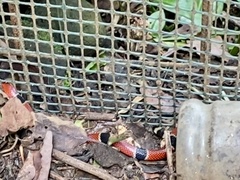 Micrurus nigrocinctus