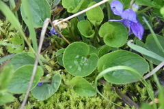 Viola langsdorffii