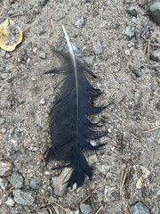 Corvus brachyrhynchos