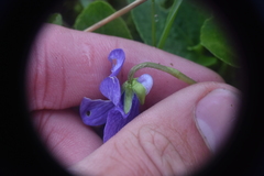 Viola langsdorffii