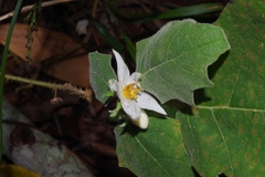 Solanum hirtum