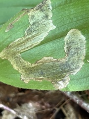Parallelomma vittatum