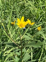 Helianthus strumosus