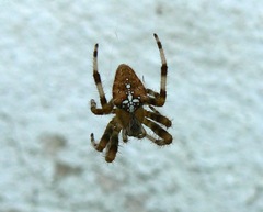 Araneus pallidus