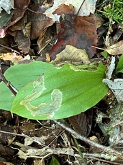 Parallelomma vittatum
