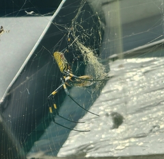 Trichonephila clavata