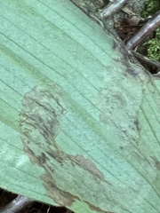 Parallelomma vittatum