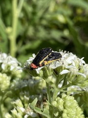 Acmaeodera flavomarginata