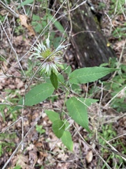 Monarda clinopodia