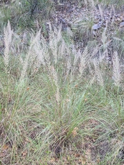 Muhlenbergia emersleyi