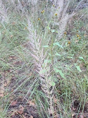 Muhlenbergia emersleyi
