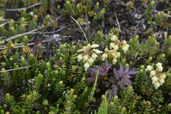 Phyllodoce glanduliflora