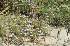 Cakile maritima euxina