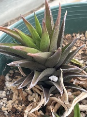 Aristaloe aristata