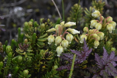 Phyllodoce glanduliflora