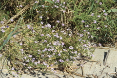 Cakile maritima euxina