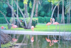 Phoenicopterus ruber