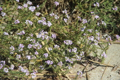 Cakile maritima euxina