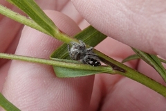 Phidippus insignarius