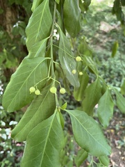 Euonymus