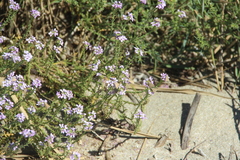 Cakile maritima euxina