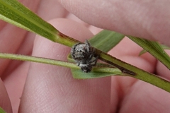 Phidippus insignarius