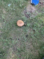 Aureoboletus innixus