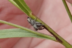 Phidippus insignarius