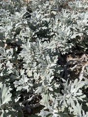 Artemisia stelleriana