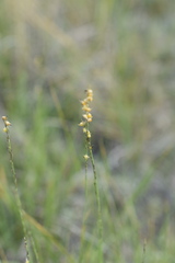 Muhlenbergia cuspidata