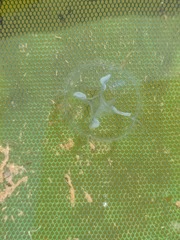 Craspedacusta sowerbii