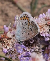Plebejus argus