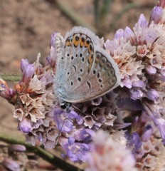 Plebejus argus