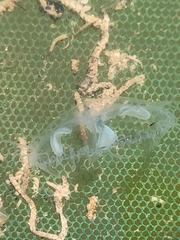 Craspedacusta sowerbii